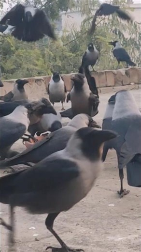 "Calming Sounds Of Crows Birds & Other Birds" #shorts 🐦😂