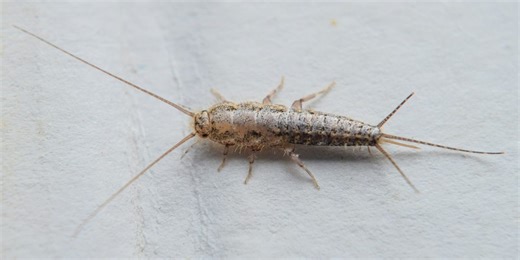 How to Get Rid of Silverfish for Good