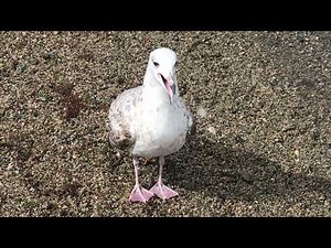 SQUAWKING SEAGULL