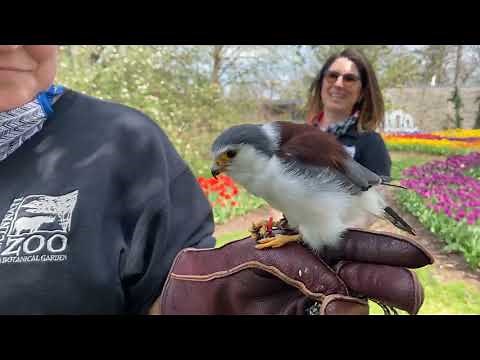 Home Safari - African pygmy falcon - Tanzi - Cincinnati Zoo