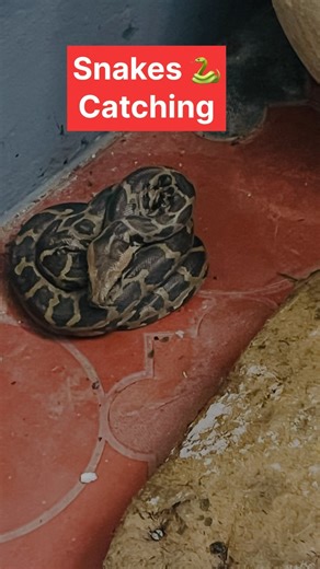 Chikku Sudhakaran on Instagram: "Monsoon surprise at home! 🐍 Yesterday, a python slithered into our car porch. We carefully rescued it using a snake catcher and safely released it. Always stay alert during this season – these gentle giants often come out seeking shelter. 🐍✨ #SnakeRescue #MonsoonSeason #StaySafe”"