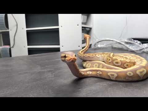 Periscoping Snakes!