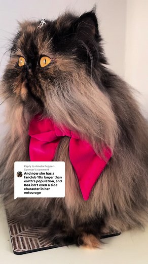 Meet Princess Donut: The Queen Anne Chonk Cat