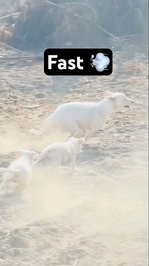 Husky Puppies Playing Fun 🐾 #shorts