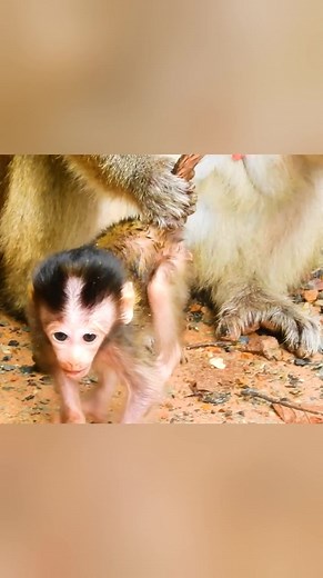 1.8K views | Reel created from [Monkey Toma Always Worried Of Baby Safety and Foods] | Story History | Facebook