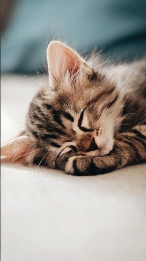 Beruhigende Einschlafmusik für Katzen | Entspannung für Katzen und Kätzchen