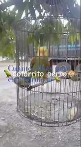 🦜cotorrito perr🐕