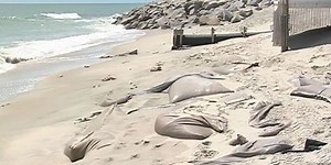 Carolina Beach provides update on Coastal Storm Risk Management Project