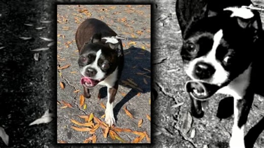 Rescuers save man lying on floor for 3 days after fall; come back to help his dog