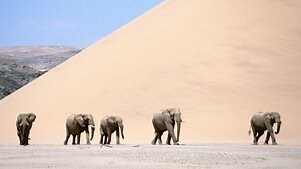 BBC America's Planet Earth Original Specials: Season 1 Episode 4 Planet Earth: Extreme Journeys