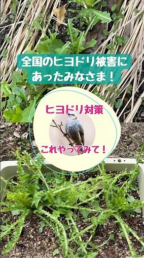 【ヒヨドリ対策】これやってみて！大丈夫！#shorts #ガーデニング #家庭菜園 #ヒヨドリ #ヒヨドリ対策 #ローズマリー #花好きな人と繫がりたい