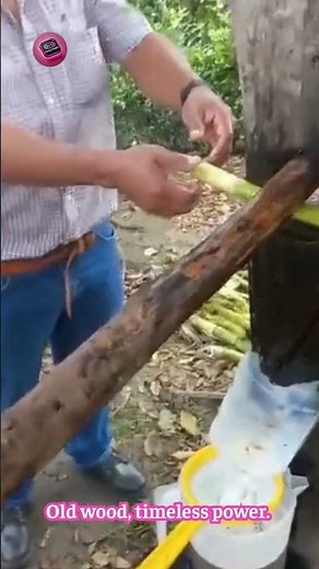 The Ancient Wooden Sugarcane Press — Power From a Hundred Years Ago 🍃⚙️