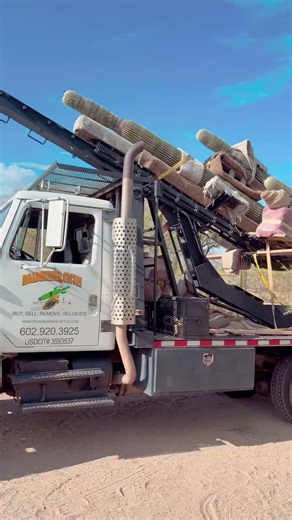 🌵 Ever wondered how a giant saguaro gets safely moved without damaging it?