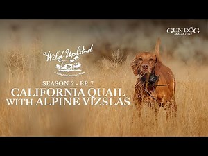Quail with Alpine Vizslas-Wild Upland Season 2, Ep. 7