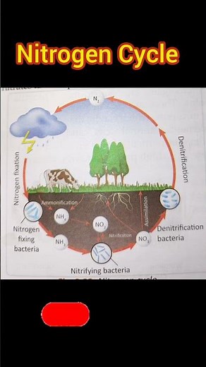 Nitrogen cycle #science