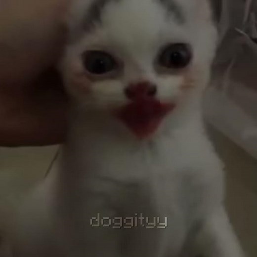 cat eats watermelon minecraft edition