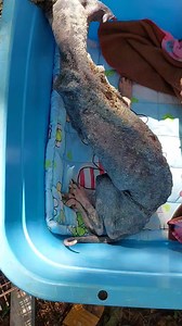 A distemper positive very emaciated, severely mange infected precious baby, picked up from Trias, Cavite... May you send healing thoughts and Love for BABY KENZY🙏 | MBY Pet Rescue and Sanctuary