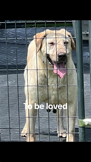 It took 3 of us to get this overbred, traumatized, dirt-covered, dropped-off labrador through the threshold of the door. 2 months later and she is happy and will never have to have more babies. @Fostering Foster Animal Rescue #labrador #rescuedog #adoptdontshop #patience #love #dog #doglover