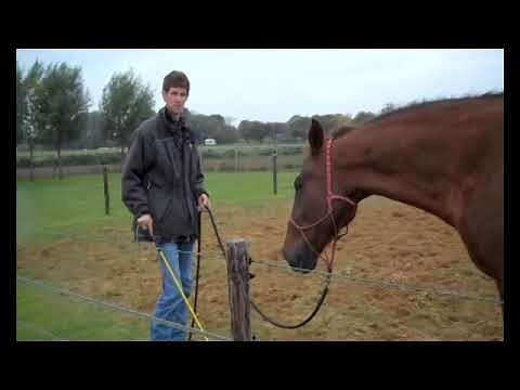 *Trailer Loading* with very difficult horse