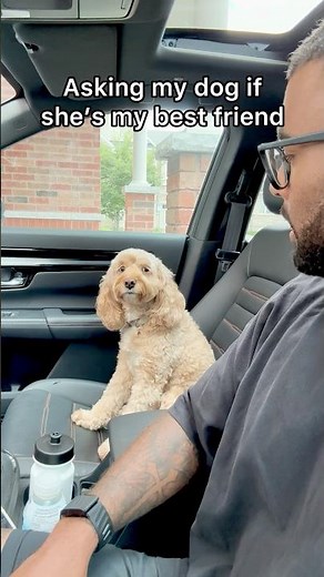 Mini Cockapoo Understands What Her Dad Asked 😳