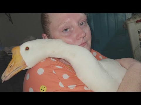 Iowa Woman Fights to Keep Emotional Support Goose