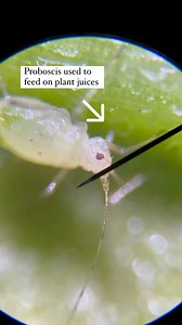 15K views · 79 reactions | Aphid under a microscope at 40X...