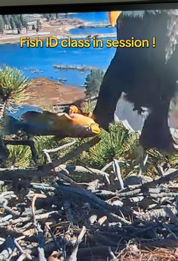 Mastering Fish Identification in Class: Tips & Tricks