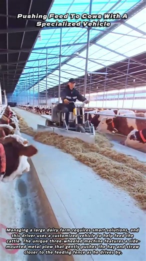 Pushing Feed To Cows With A Specialized Vehicle
