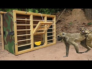 Installing Monkey Trap Using Traditional Cage Easy Monkey Trap (That Work 100%)