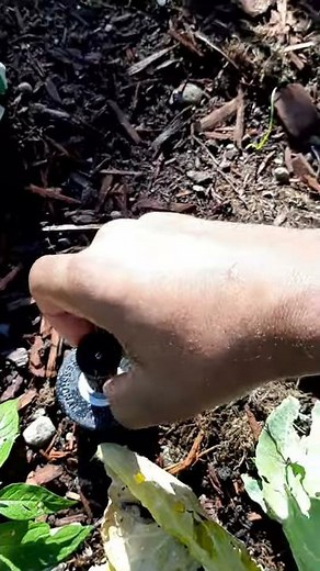 Pop-up sprinkler head nozzle and filter replacement.