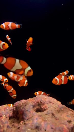 1.6K views · 18 reactions | Our Ocellaris are excited for our Clownfish Chronicles! Be on the lookout for more varieties swimming into your feed this week! #ocellaris #clownfish #marinefish #saltwateraquarium #aquariumhobby #ClownfishChronicles | LiveAquaria.com | Facebook
