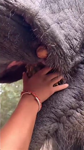 pineapple #elephant #animals feeding at the zoo