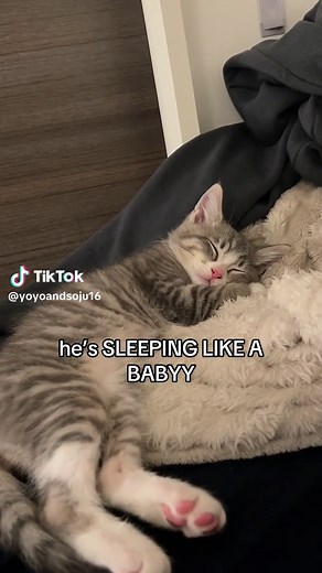 Sleepy Cat: Adorable Moments of Kitten Naptime