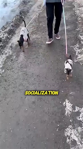 Miniature Pinscher: The Tiny King with a Giant Attitude | Miniature Pinscher Lovers