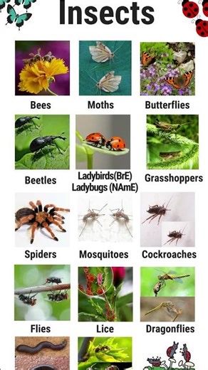 Can you name these insects in English? 🐝#LearnEnglish #EnglishVocabulary #Insects #7esl