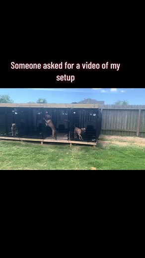 Outdoor and Indoor Dog Kennel Setup Ideas