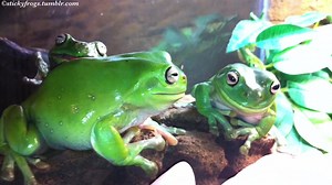 4.9K views · 672 reactions | The Hand was a bit Scary today! But Gumby and Voigt successfully Defeated It with their Elite Frog Skills! | Stickyfrogs | Facebook