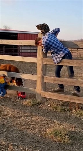 210K views · 816 reactions | The bull got angry | Michael Henry | Facebook