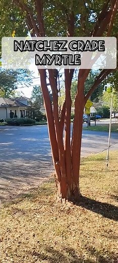 Crape Myrtle Natchez