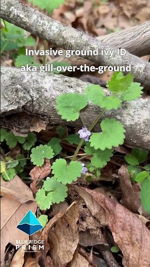Invasive ground ivy ID