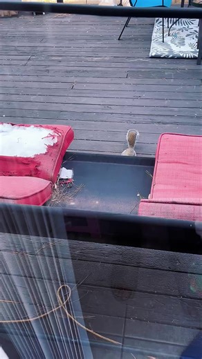 The cotton bandit taking insulation for the crib.