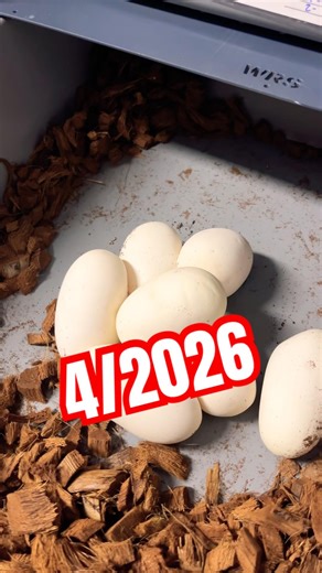 More ball pythons on the way😃 #pytonkrólewski #snake #reptiles #ballpython #hodowlaważy