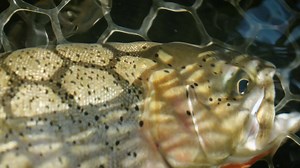 We are excited to release the teaser for our first Fishing BC Presents video feature of 2020. Explore the amazing dry fly fishing near Cranbrook, BC with Kelly and Karen from St. Mary Angler A guided trip drifting down the St. Mary River, targeting native Westslope Cutthroat Trout, should definitly be on your bucket list. Cranbrook Tourism | Kootenay Rockies-BC's Mountain Playground | Destination British Columbia | Fishing BC