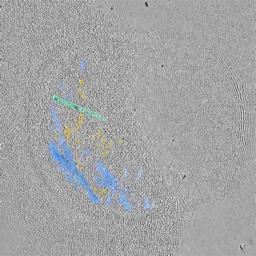 The surprise here overturns a field-wide assumption. Everyone expected tension on actin filaments to be the key mechanosensing signal. It's compression.When myosin motors fire randomly and asynchronously, local segments of the actin network get compressed even while the global network is under tension. This compression coils the filaments into spirals, and that specific deformation is what alpha-catenin sensors recognize — triggering the biochemical signal that drives cell-cell adhesion.The tech