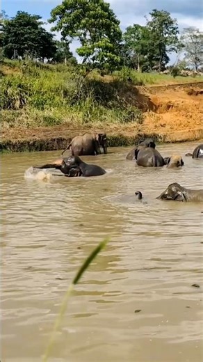 Elephants Taking Bath in River | Sri Lanka Wildlife Safari | Relaxing Nature Video