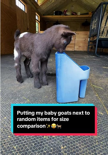 Baby Goats Size Comparison with Random Items