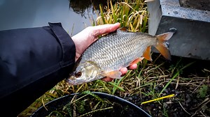 Fishing for Silvers: Match and Pleasure Tactics