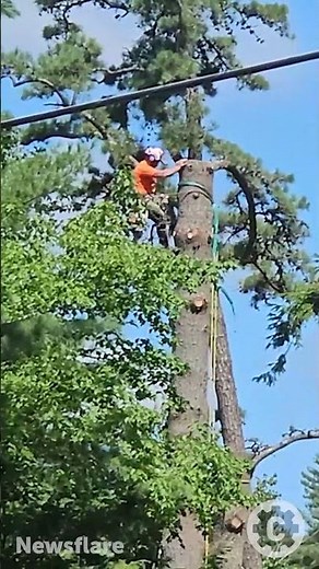 Professional Tree Cutter vs. Whipping Timber 😲