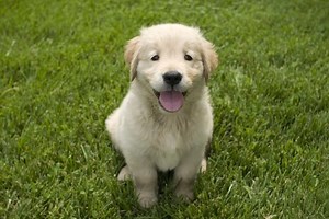 Puppy's Second Fear Phase: What to Do? | All Stage Canine Development