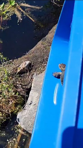 In true turtle fashion, we were a bit slow to World Turtle Day last week - but we definitely had our hands full getting this beautiful Blanding's turtle back to the wild! 🐢 This little lady was hit by a car in the fall and came to Turtle Pond with a fractured plastron and carapace. She was in really rough shape, and initially wasn't eating or moving. It took her months for her to get better, but we were thrilled to be able to release her in time for the summer! Turtle nesting season is in full 